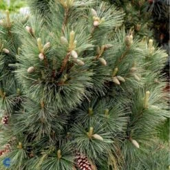Schwerin's Fyr 'Wiethorst' Pinus X Schwerinii 'Wiethorst'(dværgform) Potte 2,5 Liter, - 30-40 Cm. -Osmoz Naturens Butik fi1784 pinus x schwerinii wiethorst fe7f