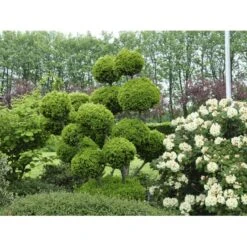 Almindelig Takshæk Taxus Baccata Barrods,- 4 års (2/2) 20-40 Cm. -Osmoz Naturens Butik fi1817 taxus baccata 1b82