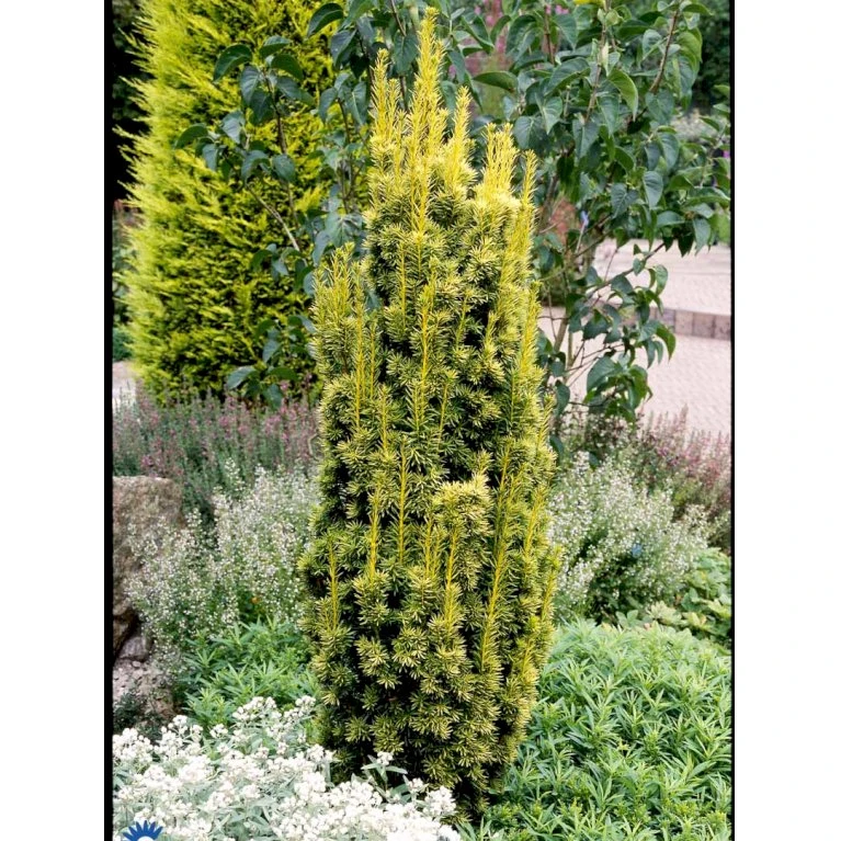 Almindelig Gul Søjletaks 'Fastigiata Aurea'' Taxus Baccata 'Fastigiata Aurea' Med Klump,- 100-120 Cm. 8 Almindelig Gul Søjletaks 'Fastigiata Aurea'' Taxus Baccata 'Fastigiata Aurea' Med Klump,- 100-120 Cm. - Billede 6