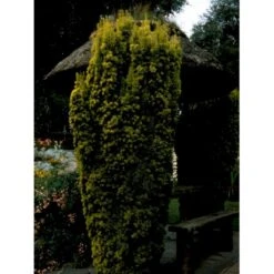 Almindelig Gul Søjletaks 'Fastigiata Aurea'' Taxus Baccata 'Fastigiata Aurea' Med Klump,- 100-120 Cm. 17 Almindelig Gul Søjletaks 'Fastigiata Aurea'' Taxus Baccata 'Fastigiata Aurea' Med Klump,- 100-120 Cm. -Osmoz Naturens Butik fi1831 taxus baccata fastigiata aurea 738b