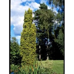 Almindelig Gul Søjletaks 'Fastigiata Aurea'' Taxus Baccata 'Fastigiata Aurea' Med Klump,- 100-120 Cm. 16 Almindelig Gul Søjletaks 'Fastigiata Aurea'' Taxus Baccata 'Fastigiata Aurea' Med Klump,- 100-120 Cm. -Osmoz Naturens Butik fi1831 taxus baccata fastigiata aurea 9a70