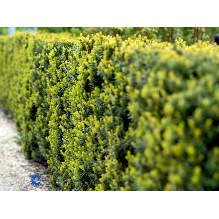 Taks 'Hicksii' Taxus Media 'Hicksii' Med Klump,- 80-100 Cm. 11 Taks 'Hicksii' Taxus Media 'Hicksii' Med Klump,- 80-100 Cm. - Billede 9