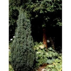 Taks 'Hicksii' Taxus Media 'Hicksii' Med Klump,- 80-100 Cm. 20 Taks 'Hicksii' Taxus Media 'Hicksii' Med Klump,- 80-100 Cm. -Osmoz Naturens Butik fi1883 taxus media hicksii feae