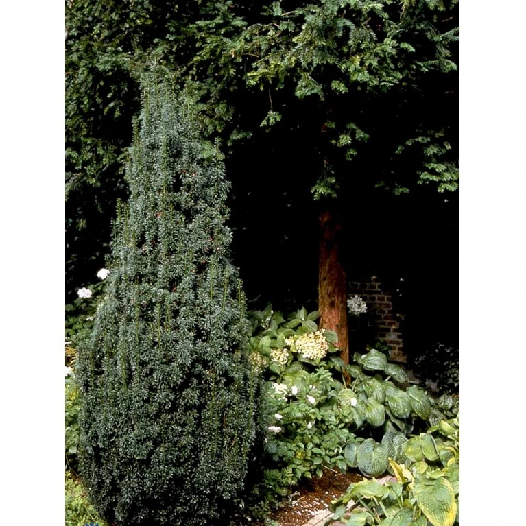 Taks 'Hicksii' Taxus Media 'Hicksii' Med Klump,- 80-100 Cm. 10 Taks 'Hicksii' Taxus Media 'Hicksii' Med Klump,- 80-100 Cm. - Billede 8