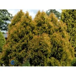 Thuja 'Rheingold' Thuja Occidentalis 'Rheingold' Potte 3,0 Liter,- 25-30 Cm. 16 Thuja 'Rheingold' Thuja Occidentalis 'Rheingold' Potte 3,0 Liter,- 25-30 Cm. -Osmoz Naturens Butik fi1926 thuja occidentalis rheingold 618b