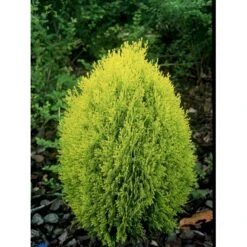 Thuja 'Rheingold' Thuja Occidentalis 'Rheingold' Potte 3,0 Liter,- 25-30 Cm. 17 Thuja 'Rheingold' Thuja Occidentalis 'Rheingold' Potte 3,0 Liter,- 25-30 Cm. -Osmoz Naturens Butik fi1926 thuja occidentalis rheingold d2d6