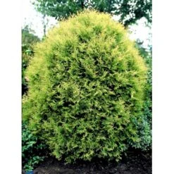 Thuja 'Rheingold' Thuja Occidentalis 'Rheingold' Potte 3,0 Liter,- 25-30 Cm. 15 Thuja 'Rheingold' Thuja Occidentalis 'Rheingold' Potte 3,0 Liter,- 25-30 Cm. -Osmoz Naturens Butik fi1926 thuja occidentalis rheingold e41e
