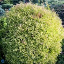 Thuja 'Rheingold' Thuja Occidentalis 'Rheingold' Potte 3,0 Liter,- 25-30 Cm. 14 Thuja 'Rheingold' Thuja Occidentalis 'Rheingold' Potte 3,0 Liter,- 25-30 Cm. -Osmoz Naturens Butik fi1926 thuja occidentalis rheingold e9f0