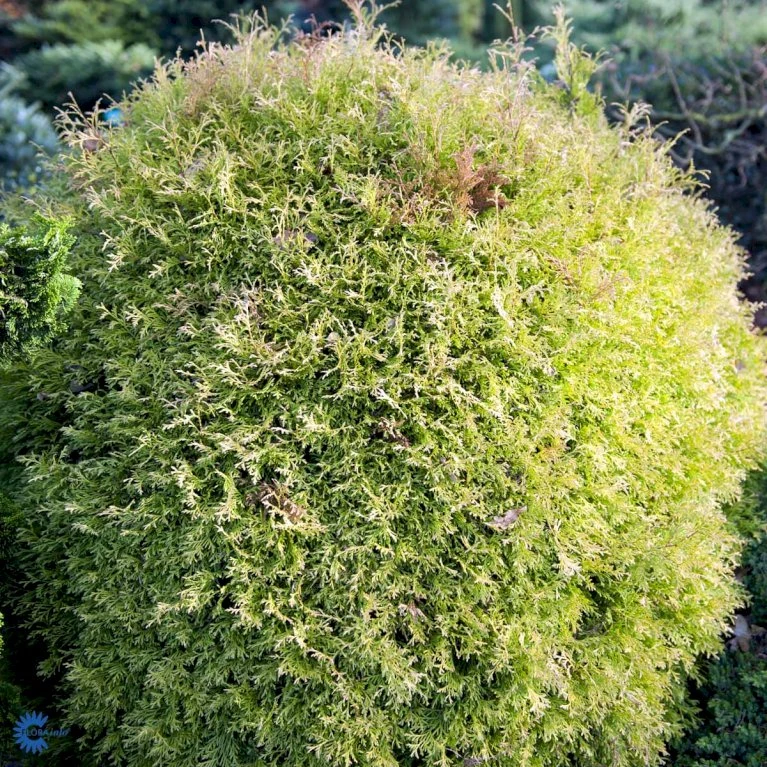 Thuja 'Rheingold' Thuja Occidentalis 'Rheingold' Potte 3,0 Liter,- 25-30 Cm. 7 Thuja 'Rheingold' Thuja Occidentalis 'Rheingold' Potte 3,0 Liter,- 25-30 Cm. - Billede 5