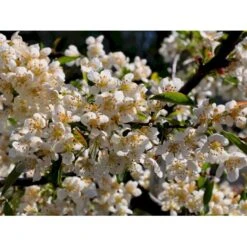 Japansk Paradisæble 'Tina' Malus Toringo 'Tina' Opstammet 80 Cm. 7,5 Liter Potte -Osmoz Naturens Butik fi270 malus toringo tina 5d1a