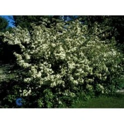 Sargentsæble Malus Sargentii Barrods,- 3 års (1/2) 30-50 Cm. -Osmoz Naturens Butik fi273 malus toringo var sargentii 4b66