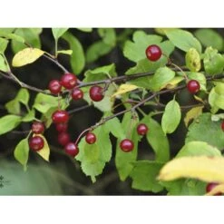 Sargentsæble Malus Sargentii Barrods,- 3 års (1/2) 30-50 Cm. -Osmoz Naturens Butik fi273 malus toringo var sargentii 5548