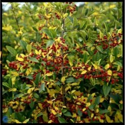 Sargentsæble Malus Sargentii Barrods,- 3 års (1/2) 30-50 Cm. -Osmoz Naturens Butik fi273 malus toringo var sargentii 6dc4