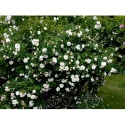 'Maxima' (syn. White Rose Of York) Rosa Alba 'Maxima' (Albarose) A-Kvalitet,- Barrods Roser Min. 3 Grene -Osmoz Naturens Butik fi3855 rosa alba maxima 21d2