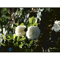 'Maxima' (syn. White Rose Of York) Rosa Alba 'Maxima' (Albarose) A-Kvalitet,- Barrods Roser Min. 3 Grene -Osmoz Naturens Butik fi3855 rosa alba maxima 3d68