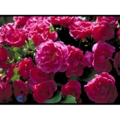 'Prinsesse Alexandra'™ Rosa X 'Prinsesse Alexandra'™ (Renaissancerose) A-Kvalitet,- Barrods Roser Min. 3 Grene 13 'Prinsesse Alexandra'™ Rosa X 'Prinsesse Alexandra'™ (Renaissancerose) A-Kvalitet,- Barrods Roser Min. 3 Grene -Osmoz Naturens Butik fi3864 rosa alexandra renaissance 9470