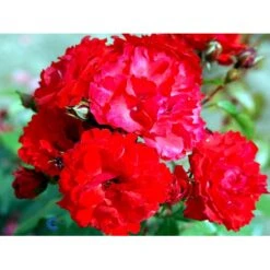 'Allotria'® Rosa X 'Allotria'® (Buketrose) A-Kvalitet,- Barrods Roser Min. 3 Grene 18 'Allotria'® Rosa X 'Allotria'® (Buketrose) A-Kvalitet,- Barrods Roser Min. 3 Grene -Osmoz Naturens Butik fi3872 rosa allotria 0bf2