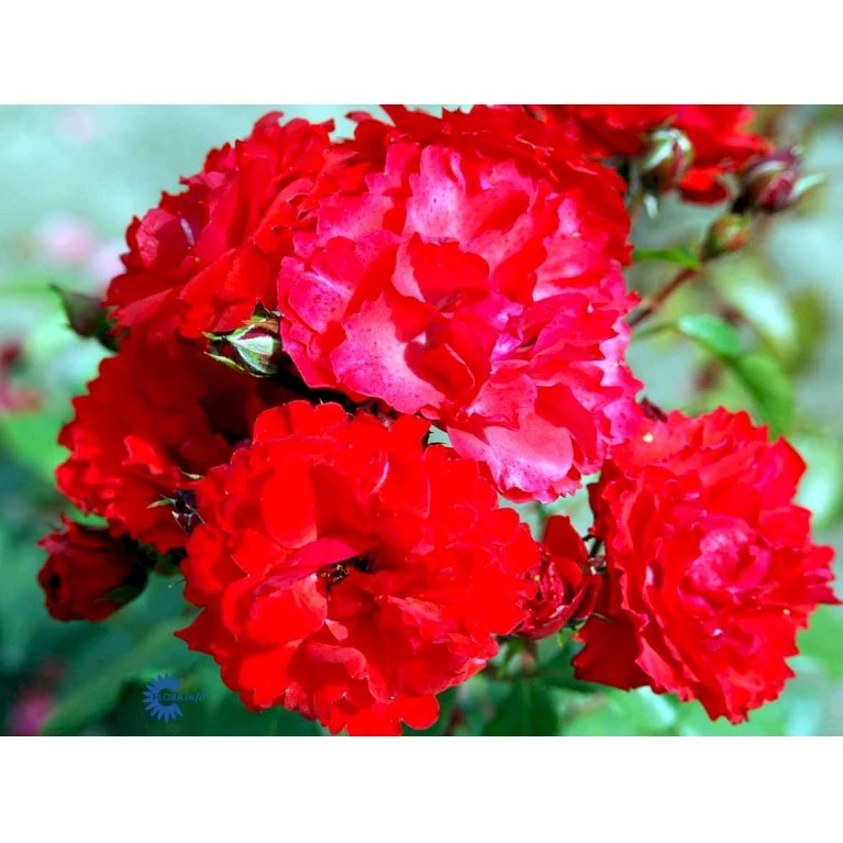 'Allotria'® Rosa X 'Allotria'® (Buketrose) A-Kvalitet,- Barrods Roser Min. 3 Grene 10 'Allotria'® Rosa X 'Allotria'® (Buketrose) A-Kvalitet,- Barrods Roser Min. 3 Grene - Billede 8