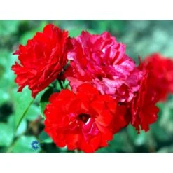 'Allotria'® Rosa X 'Allotria'® (Buketrose) A-Kvalitet,- Barrods Roser Min. 3 Grene 17 'Allotria'® Rosa X 'Allotria'® (Buketrose) A-Kvalitet,- Barrods Roser Min. 3 Grene -Osmoz Naturens Butik fi3872 rosa allotria bedd