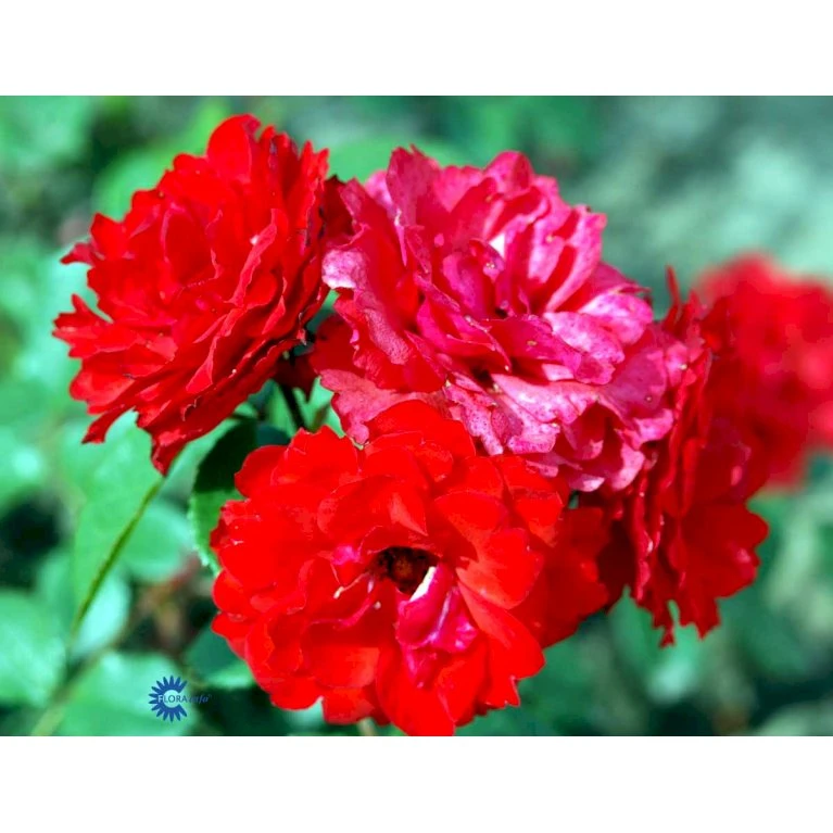 'Allotria'® Rosa X 'Allotria'® (Buketrose) A-Kvalitet,- Barrods Roser Min. 3 Grene 9 'Allotria'® Rosa X 'Allotria'® (Buketrose) A-Kvalitet,- Barrods Roser Min. 3 Grene - Billede 7