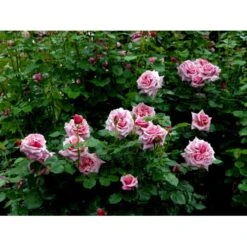 'Aloha' Rosa X 'Aloha' (Slyngrose) A-Kvalitet,- Barrods Roser Min. 3 Grene -Osmoz Naturens Butik fi3874 rosa aloha 6eee
