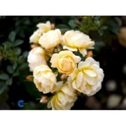 'Amber Cover'® Rosa X 'Amber Cover'® (Bunddækkerose) A-Kvalitet,- Barrods Roser Min. 3 Grene -Osmoz Naturens Butik fi3878 rosa amber cover poulbambe n 1456