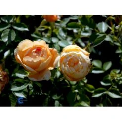 'Amber Cover'® Rosa X 'Amber Cover'® (Bunddækkerose) A-Kvalitet,- Barrods Roser Min. 3 Grene -Osmoz Naturens Butik fi3878 rosa amber cover poulbambe n 2620