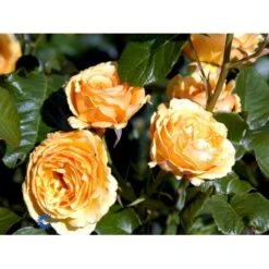'Amber Queen' Rosa X 'Amber Queen' (Buketrose) A-Kvalitet,- Barrods Roser Min. 3 Grene -Osmoz Naturens Butik fi3880 rosa amber queen 2452