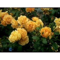 'Amber Queen' Rosa X 'Amber Queen' (Buketrose) A-Kvalitet,- Barrods Roser Min. 3 Grene -Osmoz Naturens Butik fi3880 rosa amber queen 4554