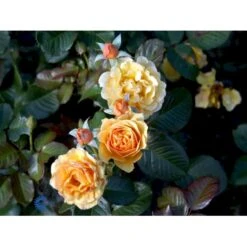 'Amber Queen' Rosa X 'Amber Queen' (Buketrose) A-Kvalitet,- Barrods Roser Min. 3 Grene -Osmoz Naturens Butik fi3880 rosa amber queen 8c07