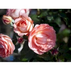 'Amelia™ Renaissance'® Rosa X 'Amelia™ Renaissance'® (Renaissancerose) A-Kvalitet,- Barrods Roser Min. 3 Grene -Osmoz Naturens Butik fi3883 rosa amelia poulen011 n 6c5d