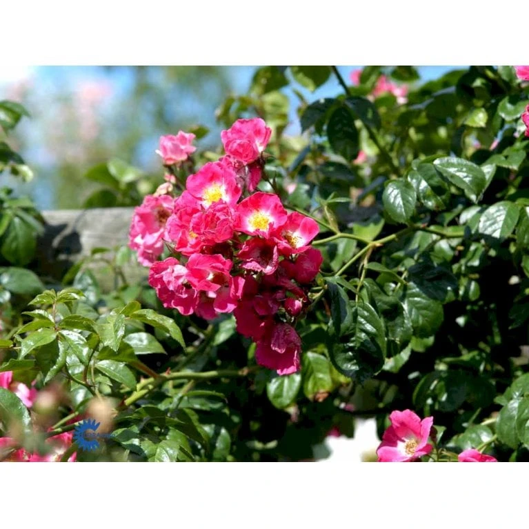 'American Pillar' Rosa X 'American Pillar' (Slyngrose) A-Kvalitet,- Barrods Roser Min. 3 Grene 6 'American Pillar' Rosa X 'American Pillar' (Slyngrose) A-Kvalitet,- Barrods Roser Min. 3 Grene - Billede 4