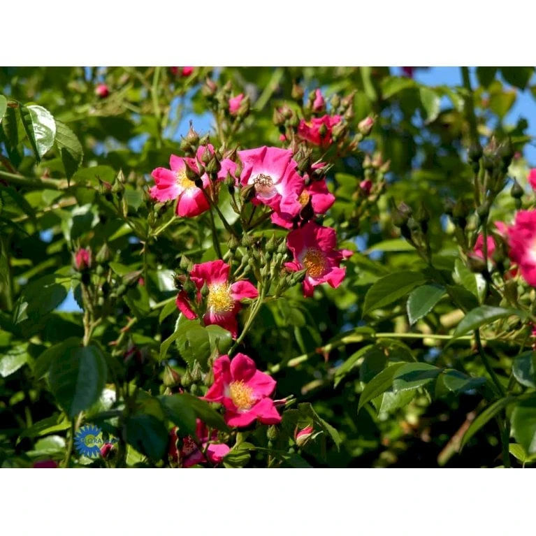 'American Pillar' Rosa X 'American Pillar' (Slyngrose) A-Kvalitet,- Barrods Roser Min. 3 Grene 7 'American Pillar' Rosa X 'American Pillar' (Slyngrose) A-Kvalitet,- Barrods Roser Min. 3 Grene - Billede 5