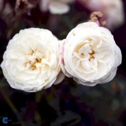 'Artemis'® Rosa X 'Artemis'® (Storblomstrende) A-Kvalitet,- Barrods Roser Min. 3 Grene 13 'Artemis'® Rosa X 'Artemis'® (Storblomstrende) A-Kvalitet,- Barrods Roser Min. 3 Grene -Osmoz Naturens Butik fi3902 rosa artemis r tansimetra ac48