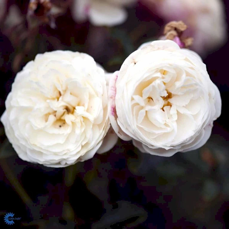 'Artemis'® Rosa X 'Artemis'® (Storblomstrende) A-Kvalitet,- Barrods Roser Min. 3 Grene 8 'Artemis'® Rosa X 'Artemis'® (Storblomstrende) A-Kvalitet,- Barrods Roser Min. 3 Grene - Billede 6