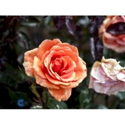 'Ashram'® Rosa X 'Ashram'® (Storblomstrende) A-Kvalitet,- Barrods Roser Min. 3 Grene -Osmoz Naturens Butik fi3905 rosa ashram r tanmarsa 5a96