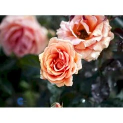 'Ashram'® Rosa X 'Ashram'® (Storblomstrende) A-Kvalitet,- Barrods Roser Min. 3 Grene -Osmoz Naturens Butik fi3905 rosa ashram r tanmarsa af97