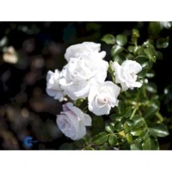 'Aspirin® Rose' Rosa X 'Aspirin® Rose' (Buketrose) A-Kvalitet,- Barrods Roser Min. 3 Grene -Osmoz Naturens Butik fi3906 rosa aspirin 1f21