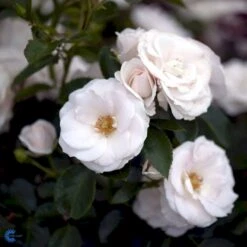 'Aspirin® Rose' Rosa X 'Aspirin® Rose' (Buketrose) A-Kvalitet,- Barrods Roser Min. 3 Grene -Osmoz Naturens Butik fi3906 rosa aspirin 45d8