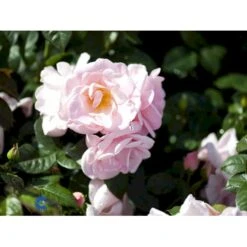 'Astrid Lindgren'™ Rosa X 'Astrid Lindgren'™ (Buketrose) A-Kvalitet,- Barrods Roser Min. 3 Grene -Osmoz Naturens Butik fi3908 rosa astrid lindgren poulluf n 1f79