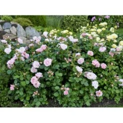 'Astrid Lindgren'™ Rosa X 'Astrid Lindgren'™ (Buketrose) A-Kvalitet,- Barrods Roser Min. 3 Grene -Osmoz Naturens Butik fi3908 rosa astrid lindgren poulluf n 5440