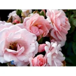'Astrid Lindgren'™ Rosa X 'Astrid Lindgren'™ (Buketrose) A-Kvalitet,- Barrods Roser Min. 3 Grene -Osmoz Naturens Butik fi3908 rosa astrid lindgren poulluf n 652d
