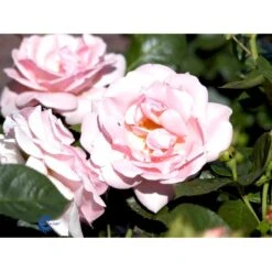 'Astrid Lindgren'™ Rosa X 'Astrid Lindgren'™ (Buketrose) A-Kvalitet,- Barrods Roser Min. 3 Grene -Osmoz Naturens Butik fi3908 rosa astrid lindgren poulluf n c0d9