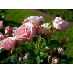 'Astrid Lindgren'™ Rosa X 'Astrid Lindgren'™ (Buketrose) A-Kvalitet,- Barrods Roser Min. 3 Grene -Osmoz Naturens Butik fi3908 rosa astrid lindgren poulluf n e0a4