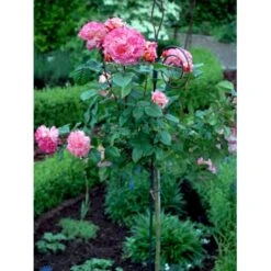 'Augusta Louise'® Rosa X 'Augusta Louise'® (Storblomstrende) A-Kvalitet,- Barrods Roser Min. 3 Grene -Osmoz Naturens Butik fi3913 rosa augusta luise 2637