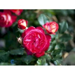 'Augusta Louise'® Rosa X 'Augusta Louise'® (Storblomstrende) A-Kvalitet,- Barrods Roser Min. 3 Grene -Osmoz Naturens Butik fi3913 rosa augusta luise 7b77