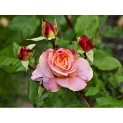 'Augusta Louise'® Rosa X 'Augusta Louise'® (Storblomstrende) A-Kvalitet,- Barrods Roser Min. 3 Grene -Osmoz Naturens Butik fi3913 rosa augusta luise ce36