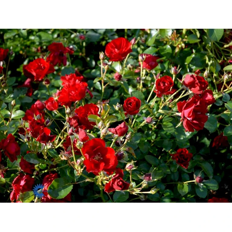 'Austriana'® Rosa X 'Austriana'® (Bunddækkerose) A-Kvalitet,- Barrods Roser Min. 3 Grene 8 'Austriana'® Rosa X 'Austriana'® (Bunddækkerose) A-Kvalitet,- Barrods Roser Min. 3 Grene - Billede 6