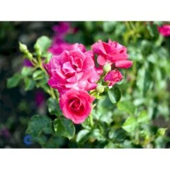 'Avila'™ Rosa X 'Avila'™ (Slotsrose) A-Kvalitet,- Barrods Roser Min. 3 Grene 11 'Avila'™ Rosa X 'Avila'™ (Slotsrose) A-Kvalitet,- Barrods Roser Min. 3 Grene -Osmoz Naturens Butik fi3920 rosa avila poulcas031 n 09aa
