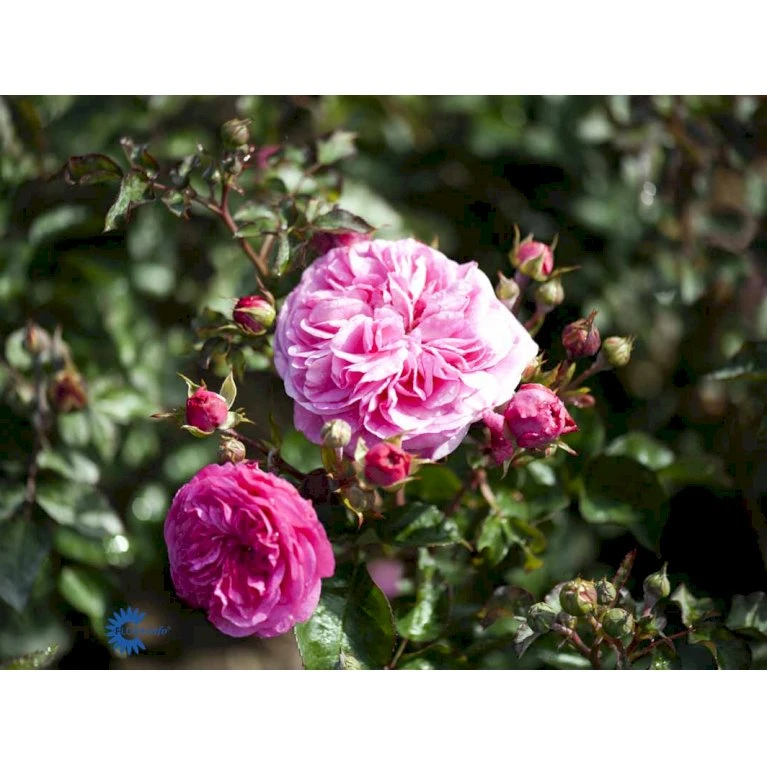 'Baronesse'® Rosa X 'Baronesse'® (Buketrose) A-Kvalitet,- Barrods Roser Min. 3 Grene 6 'Baronesse'® Rosa X 'Baronesse'® (Buketrose) A-Kvalitet,- Barrods Roser Min. 3 Grene - Billede 4
